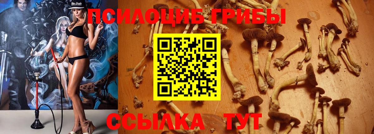 где купить   Вход с VPN  Топки  Псилоцибиновые грибы GOLDEN TEACHER 